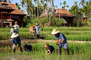  Spend a day learning how rural farmers live in the Vietnamese countryside.