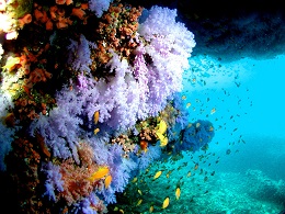 Beautiful reef in the Maldives.